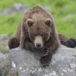 Les Ours Silencieux : Une Guerre Inutile et des Décisions Criminelles