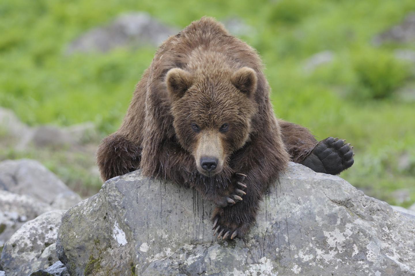 Les Ours Silencieux : Une Guerre Inutile et des Décisions Criminelles