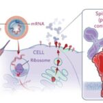 Pfizer et l’ARNm-aa : une arme biologique déguisée en vaccin